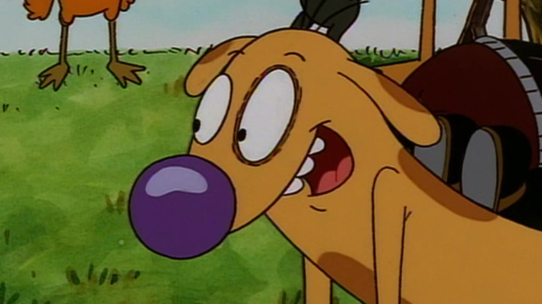 Dog smiling in a field