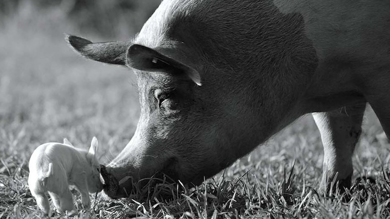 Two gorgeous pigs from "Gunda"
