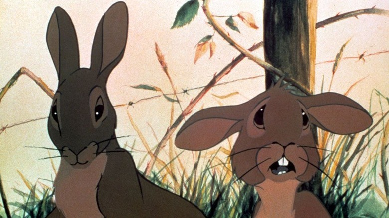 Rabbits by fence
