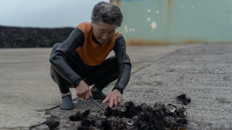 Elderly Korean woman squatting in wetsuit while cutting open sea urchins in The Last of the Sea Women