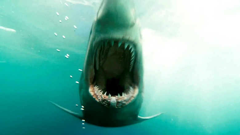 Shark approaches camera