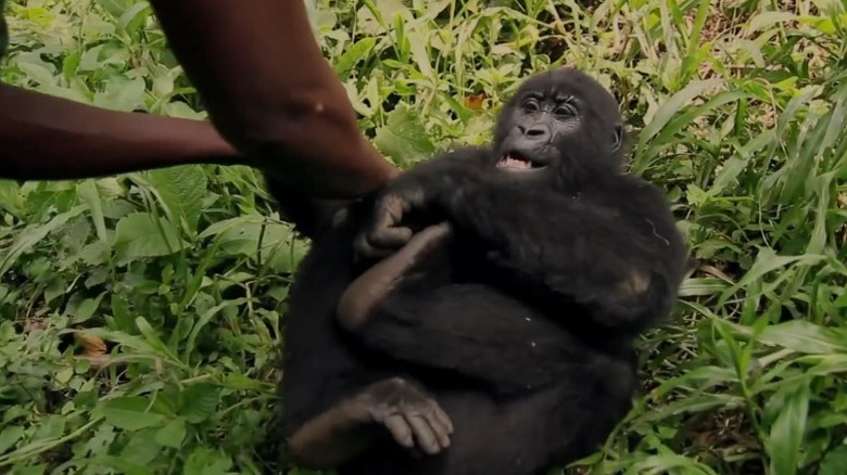 Baby mountain gorilla lying on the grass while a human's hands play with it in Virunga
