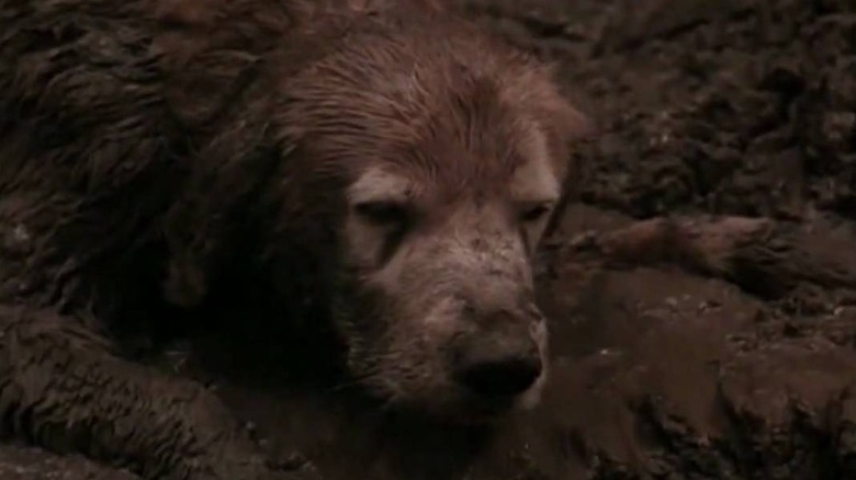 Shadow covered in mud in Homeward Bound: The Incredible Journey
