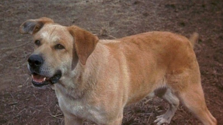 Old Yeller in a field in 1957's Old Yeller