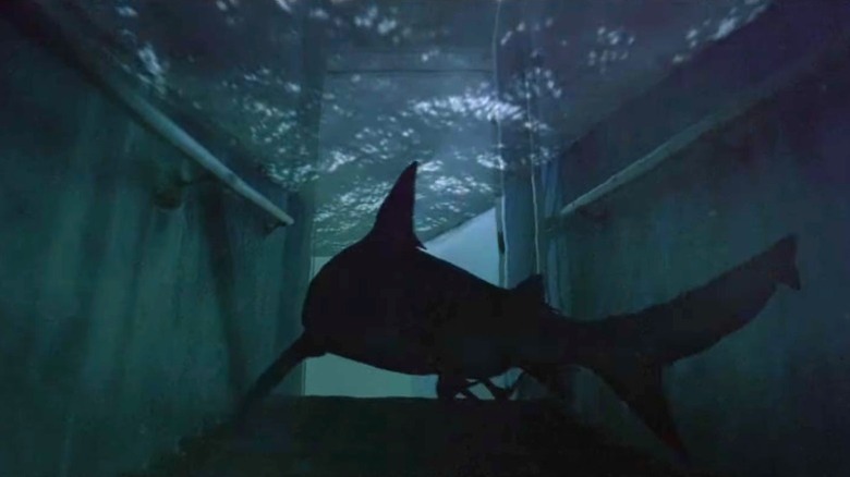 Shark swimming up flooded stairs in Swim
