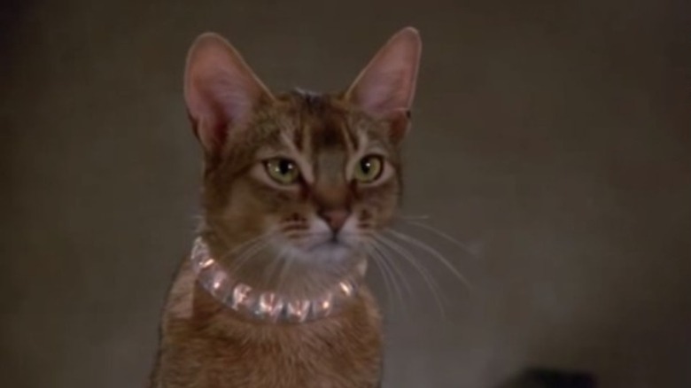 Rumpler or Amber as Jake wearing a superpowered collar in The Cat from Outer Space