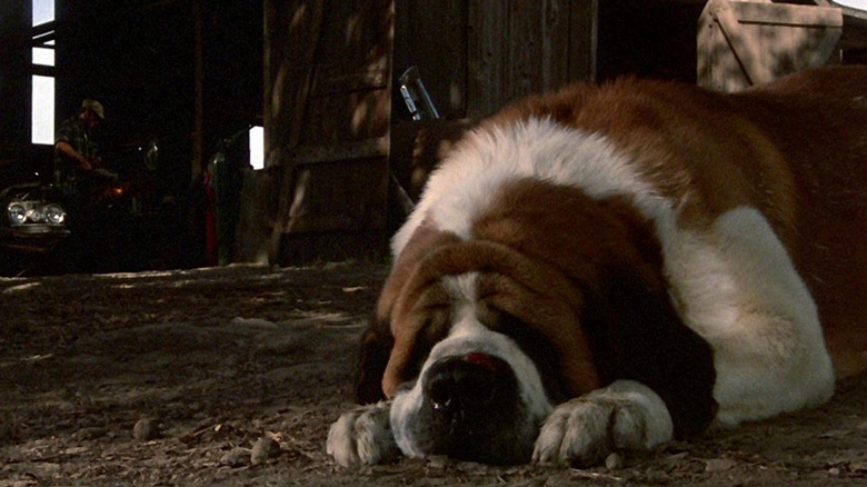 Cujo