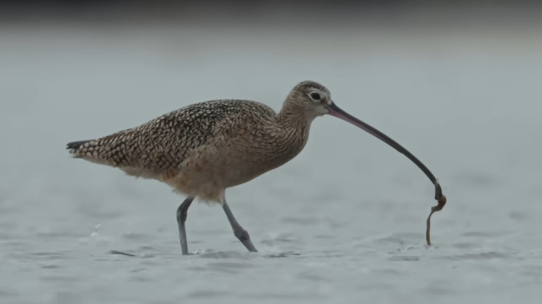 A long-billed curlew from Listers: A Glimpse Into Extreme Birdwatching