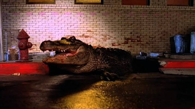 Alligator
