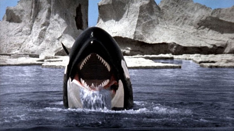 Orca Surfaces