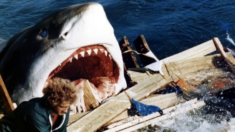 Great White Eats Curly