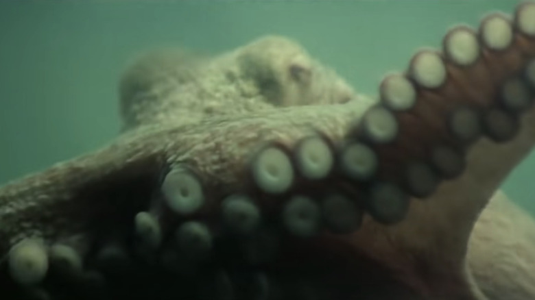 Tentacles Octopus