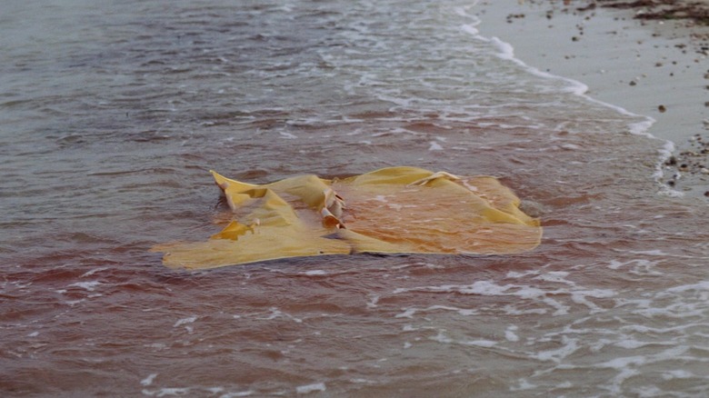 Alex Kintner's inflatable raft washes up in blood-soaked water in Jaws