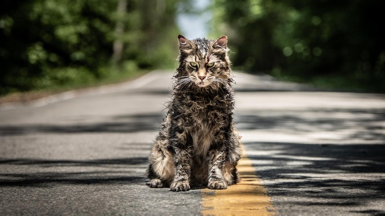 Church the cat in th emiddle of the road looking ragged in Pet Sematary (2019)