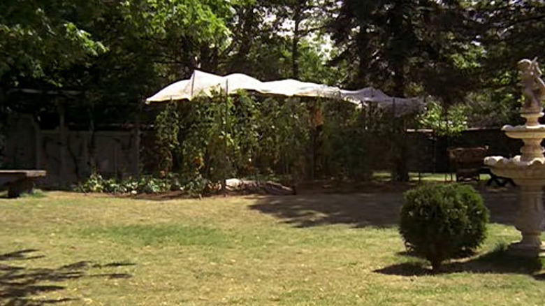 The Godfather tomato garden