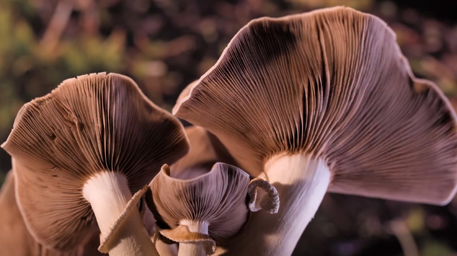 #Fantastic Fungi Is The Netflix Film That Says ‘Look Down’