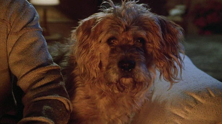 Gremlins dog