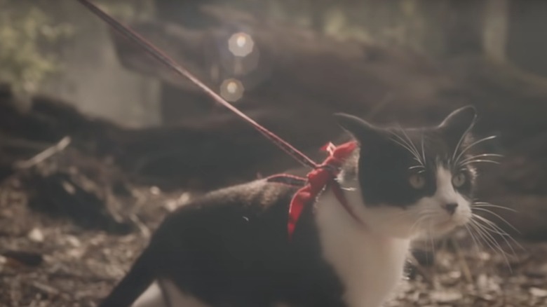Cat