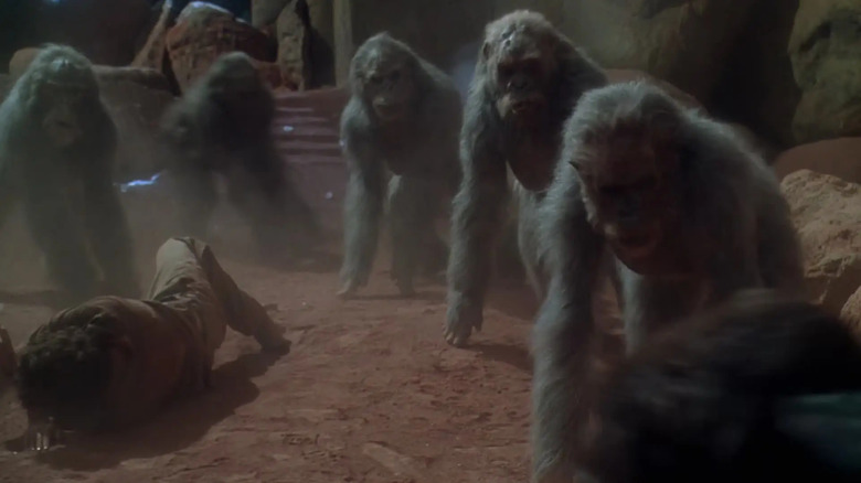 The grey gorillas attacking the humans in Congo
