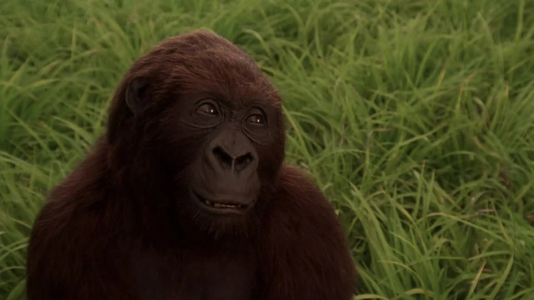 Amy the gorilla smiling at the end of Congo