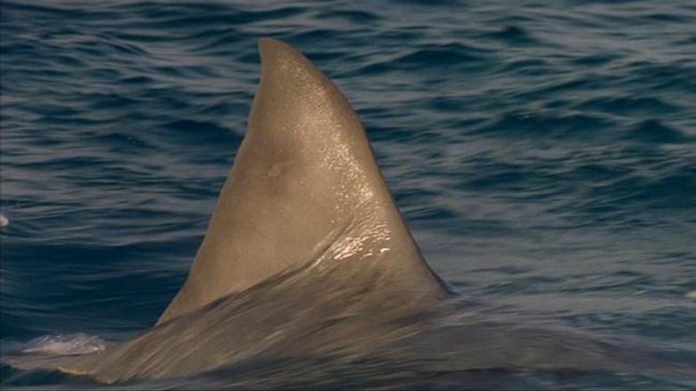 Jaws Shark Fin