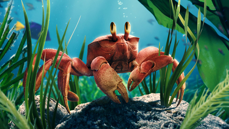 Sebastian the crab in The Little Mermaid