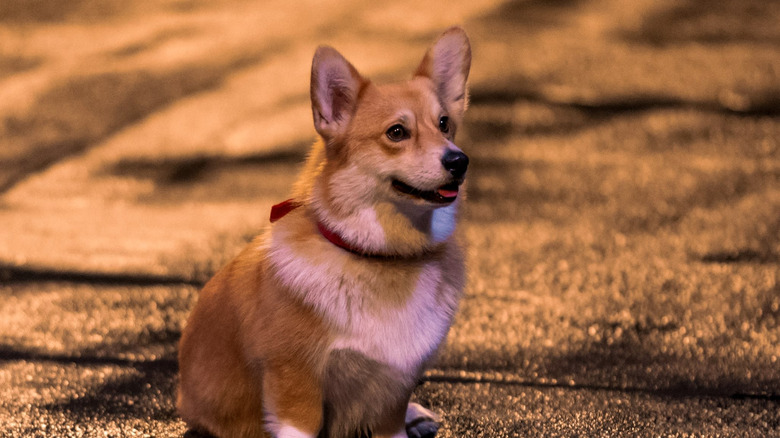 Ein the Corgi
