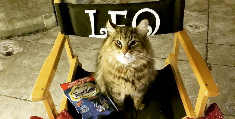 How Cats Are Trained for Movies