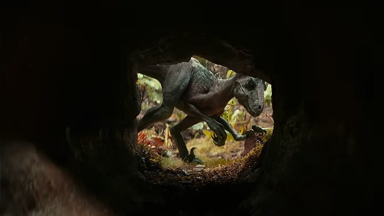 Raptor stalks Koa