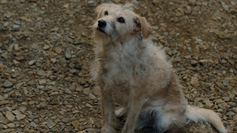 House of the Dragon, Cheese's dog