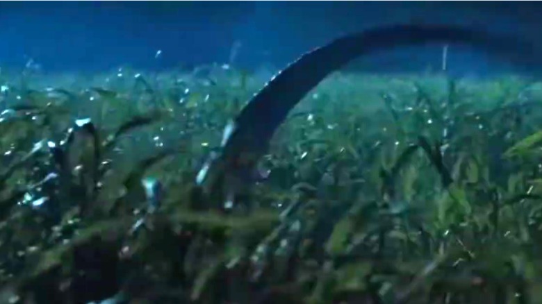 Raptor tail in the long grass
