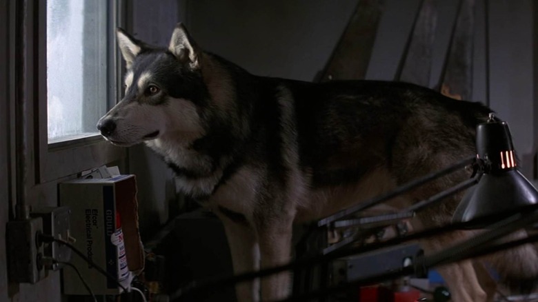 Jed the wolfdog looking out a window in The Thing