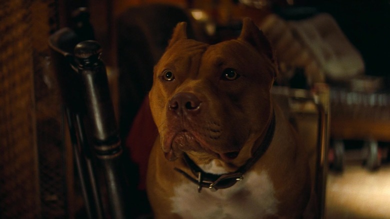 Sayuri the dog in Once Upon a Time in Hollywood