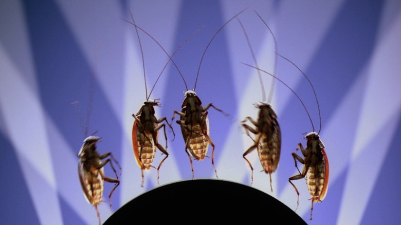 A quintet of singing cockroaches from the movie Joe's Apartment