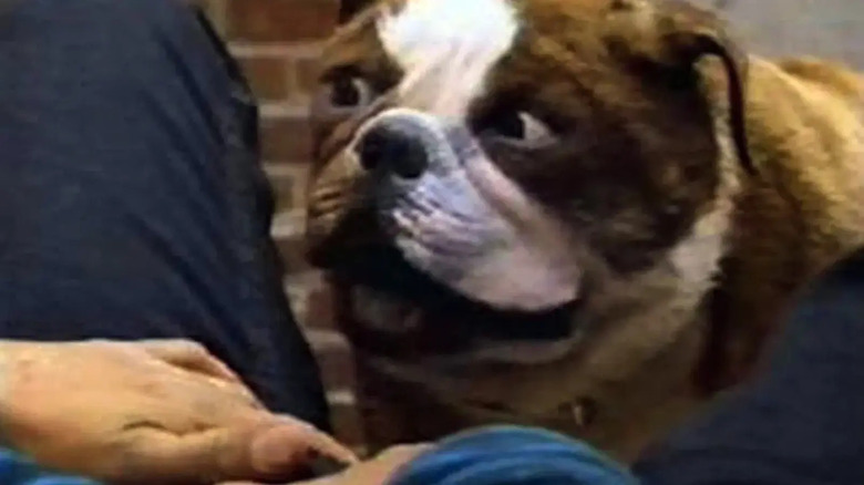 Stanley Poochinski in dog form in the sitcom Pooshinski