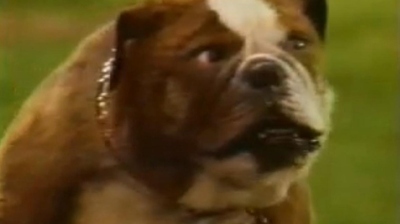 Poochinski in Poochinski