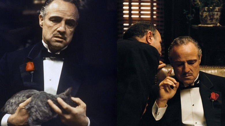 The Don with his cat