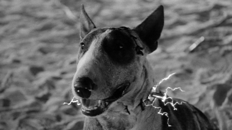Frankenweenie smiling in Frankenweenie (1984)
