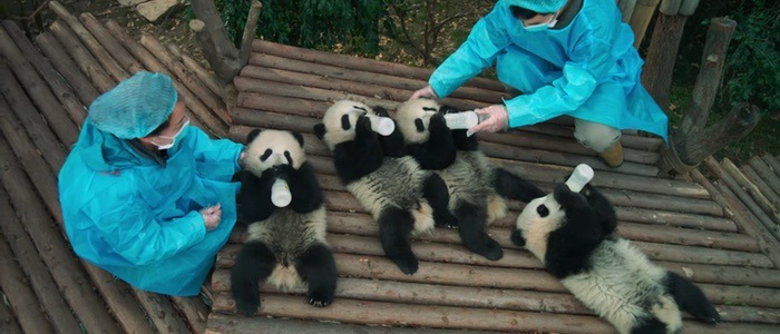 Pandas trailer