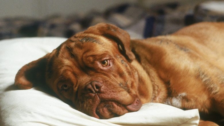 Dog lying down