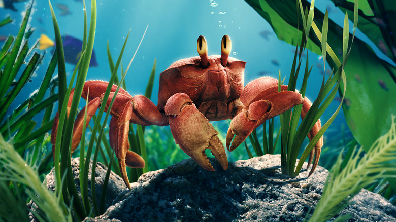 The Little Mermaid crab