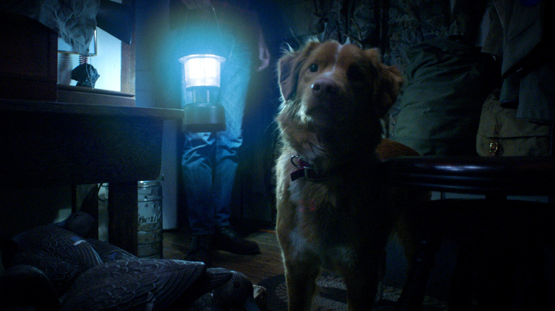 Indy, the dog protagonist in Good Boy, looking at something likely sinister out of frame.