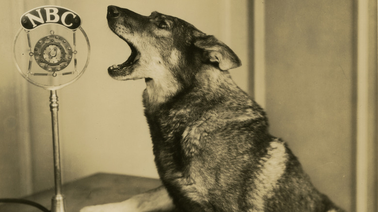 Rin Tin barks into an NBC microphone, sometime in the 1920s.