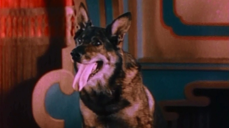 Rin Tin Tin, he seems like a very good boy 