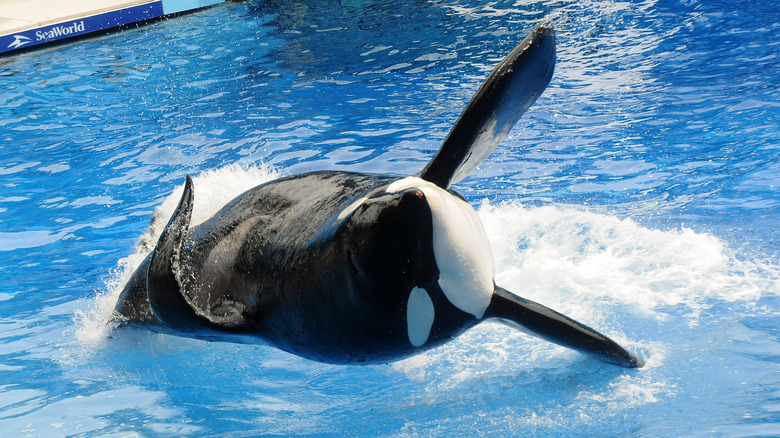 Tilikum the orca at SeaWorld