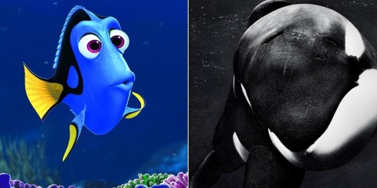 Finding Nemo / Blackfish