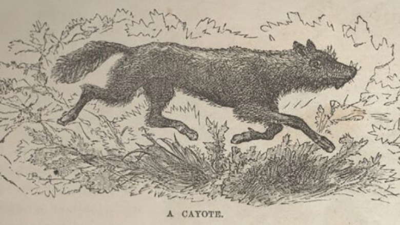 Image from Mark Twain's Roughing It