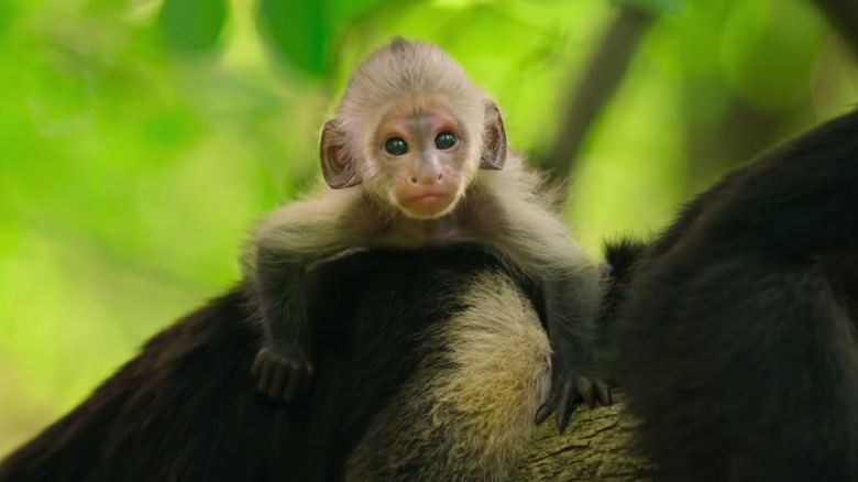 Tiny baby monkey
