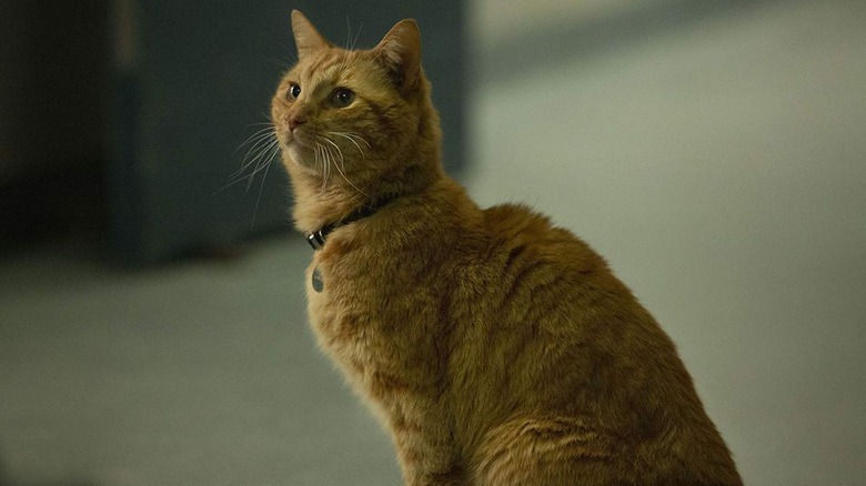 Goose the Cat from Captain Marvel