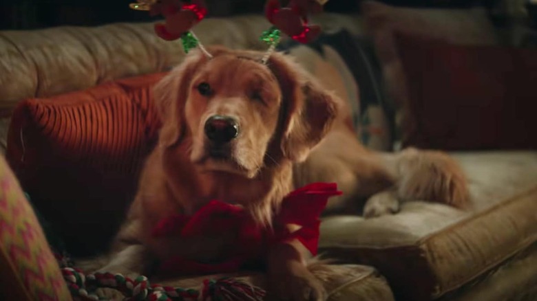 Lucky the Pizza Dog in Hawkeye